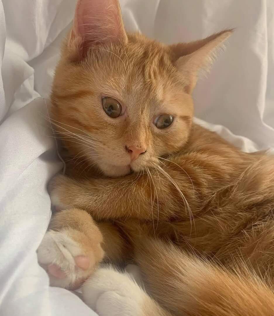 Sweetener-2 Sweetener-2