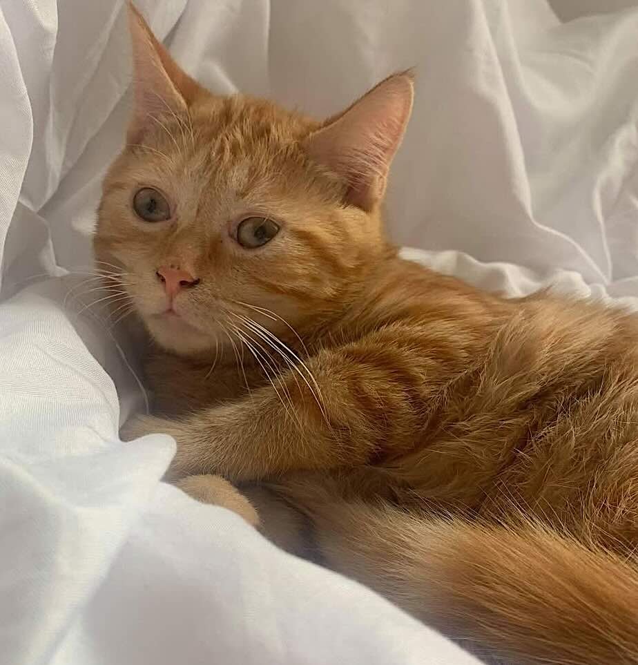 Sweetener-3 Sweetener-3