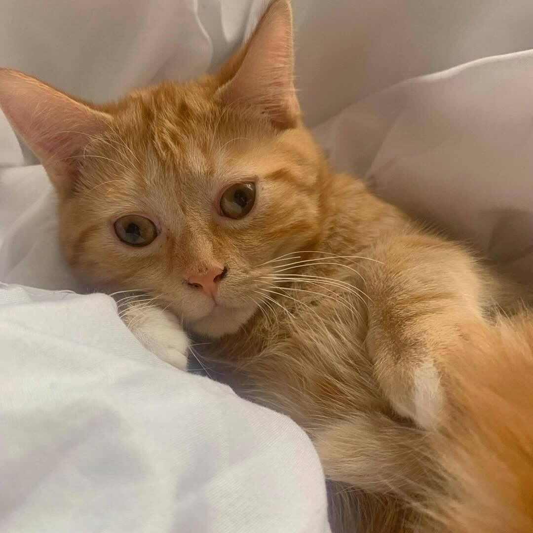 Sweetener-4 Sweetener-4