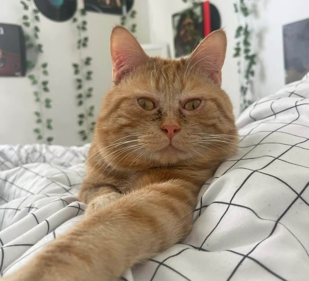 Sweetener-6 Sweetener-6