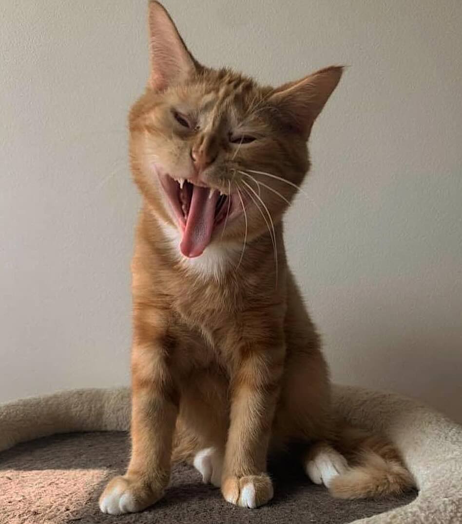 Sweetener-7 Sweetener-7