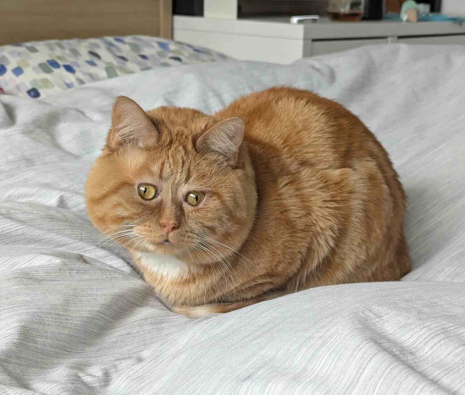 Sweetener-9 Sweetener-9