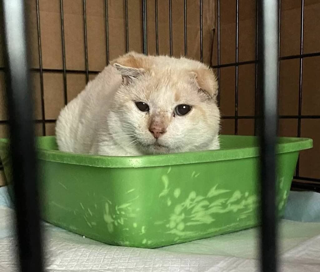 blue eyes 1 blue eyes 1