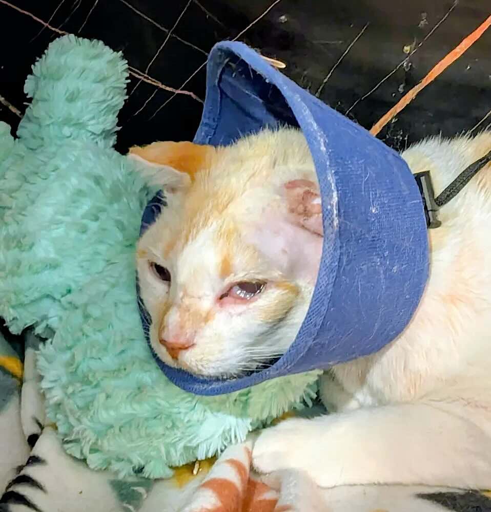 blue eyes 10 blue eyes 10