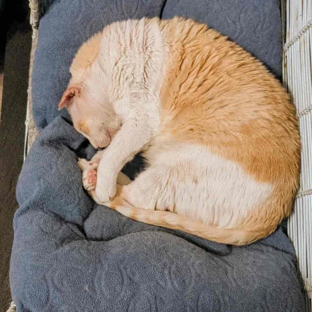 blue eyes 11 blue eyes 11