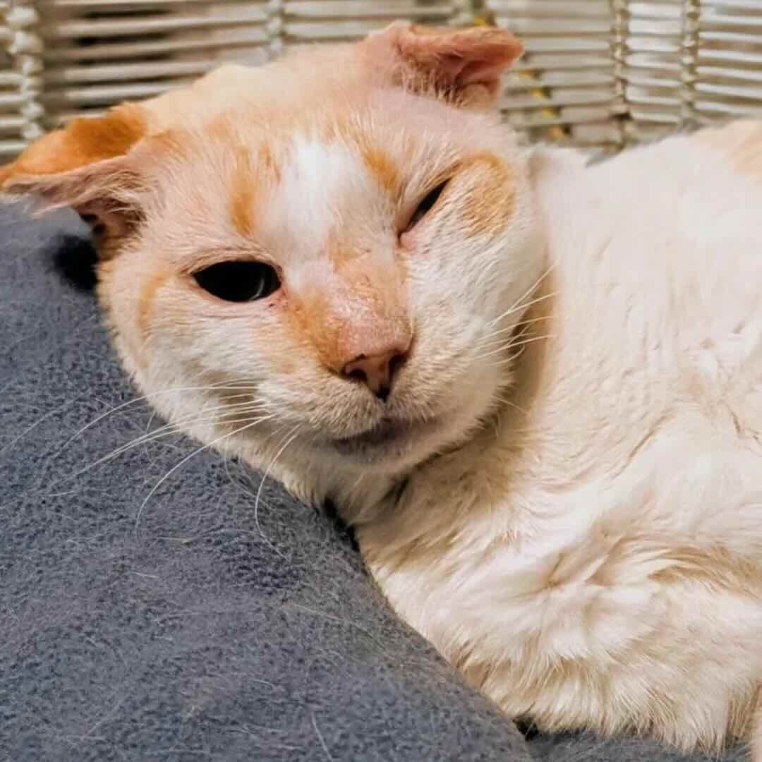 blue eyes 12 blue eyes 12