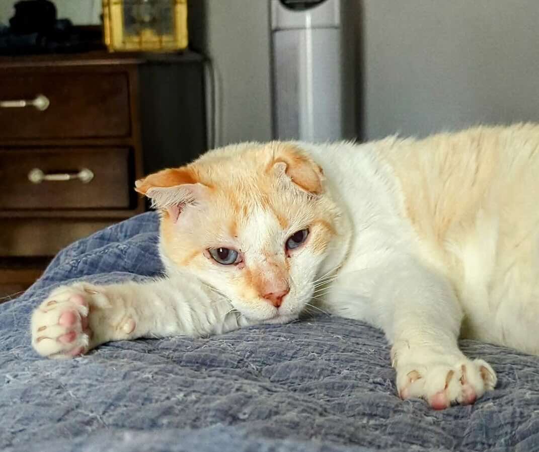 blue eyes 4 blue eyes 4