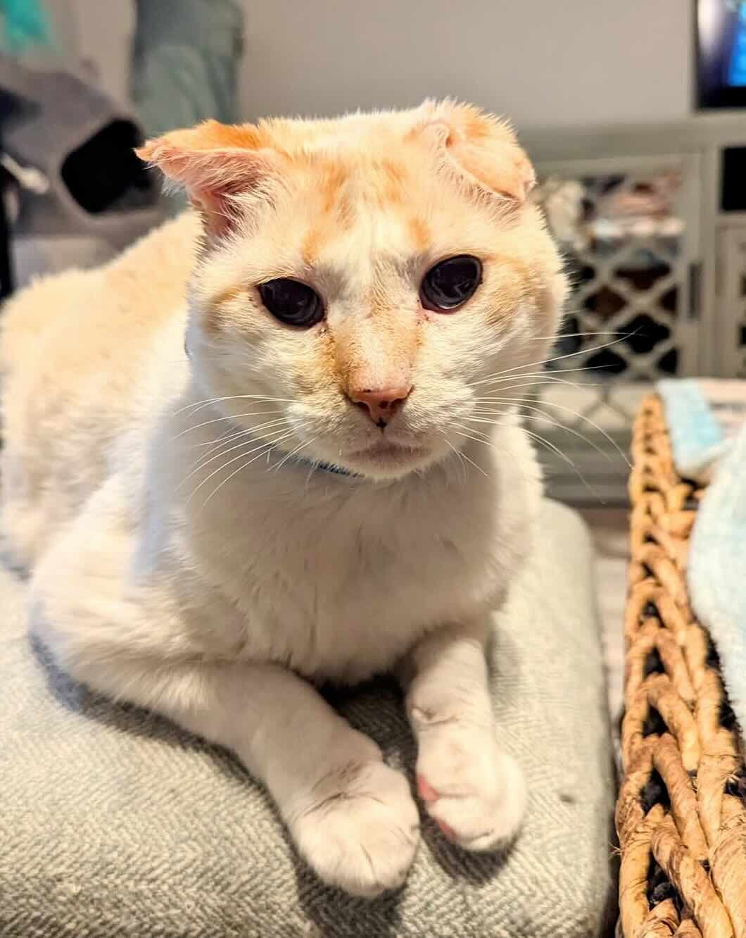 blue eyes 5 blue eyes 5