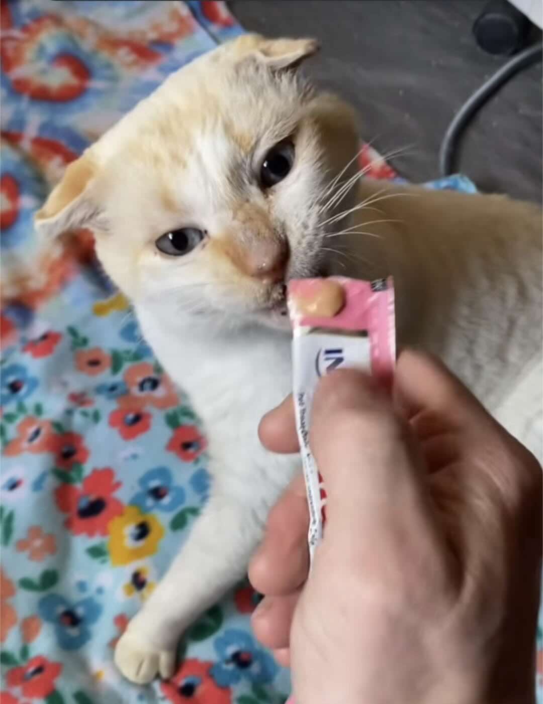 blue eyes 8 blue eyes 8