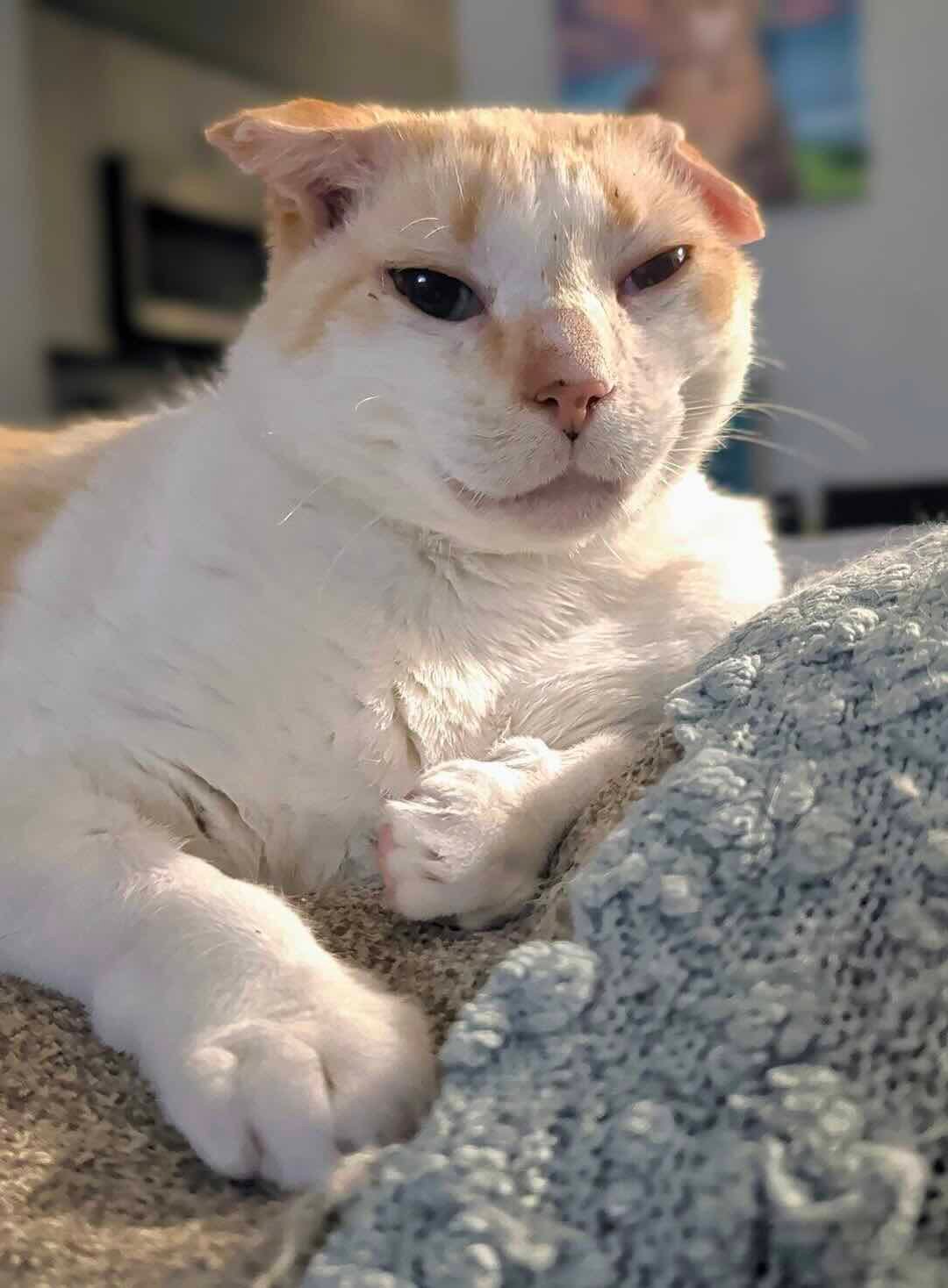 blue eyes 9 blue eyes 9