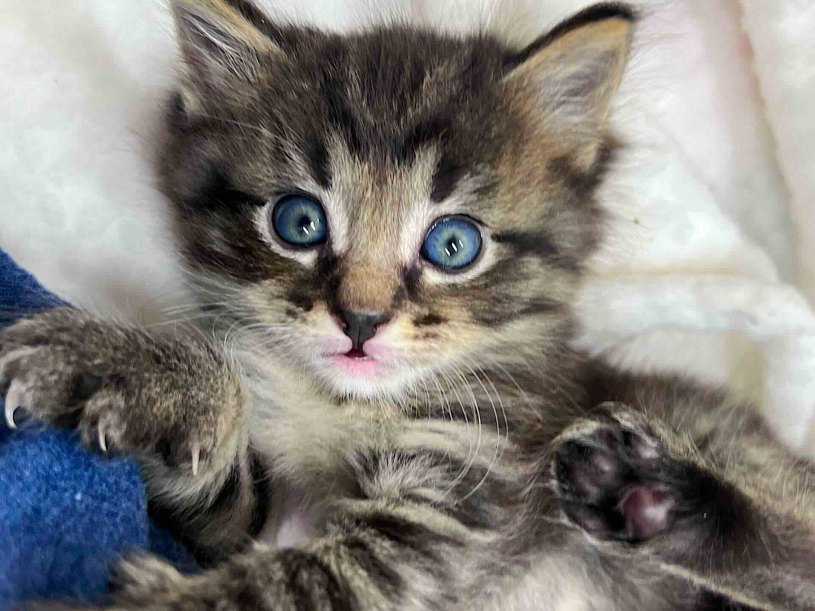 lovey dovey 1 lovey dovey 1