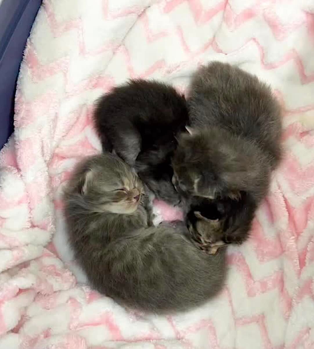 lovey dovey 10 lovey dovey 10