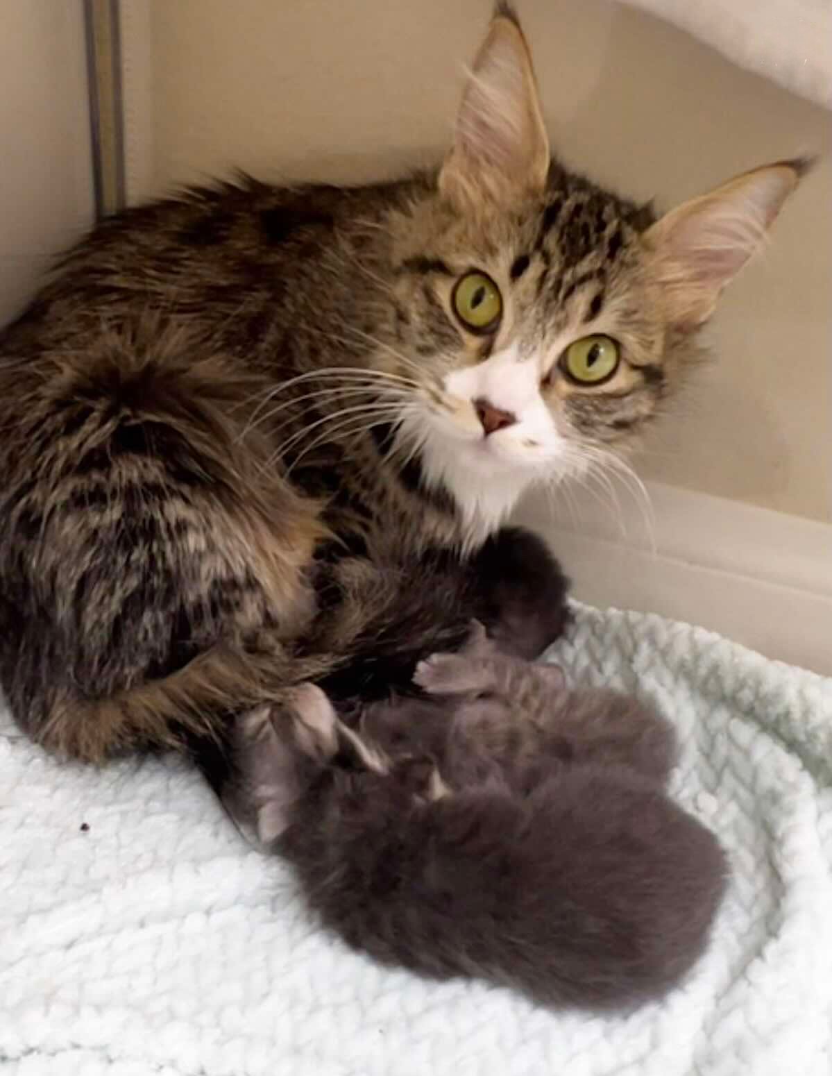 lovey dovey 12 lovey dovey 12