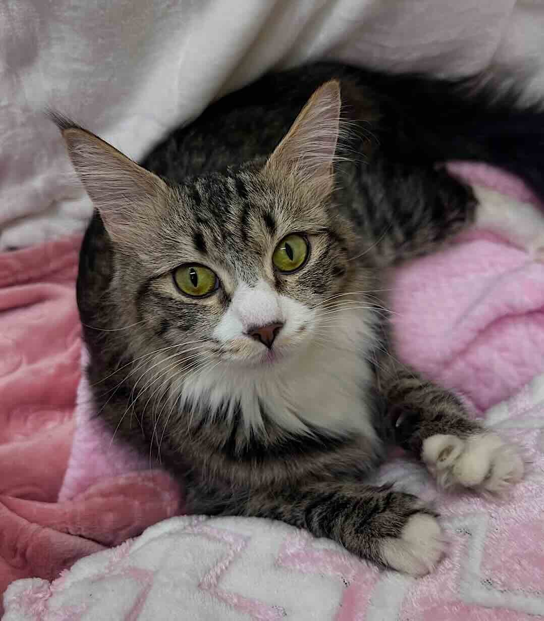 lovey dovey 13 lovey dovey 13