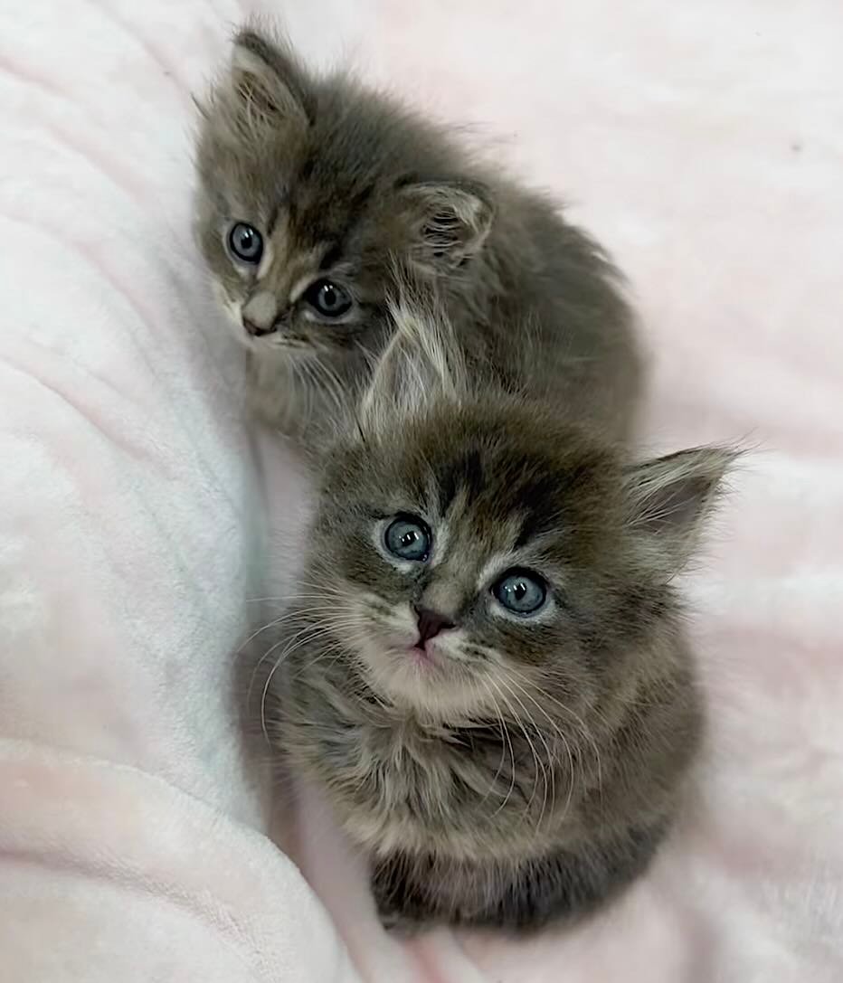 lovey dovey 14 lovey dovey 14