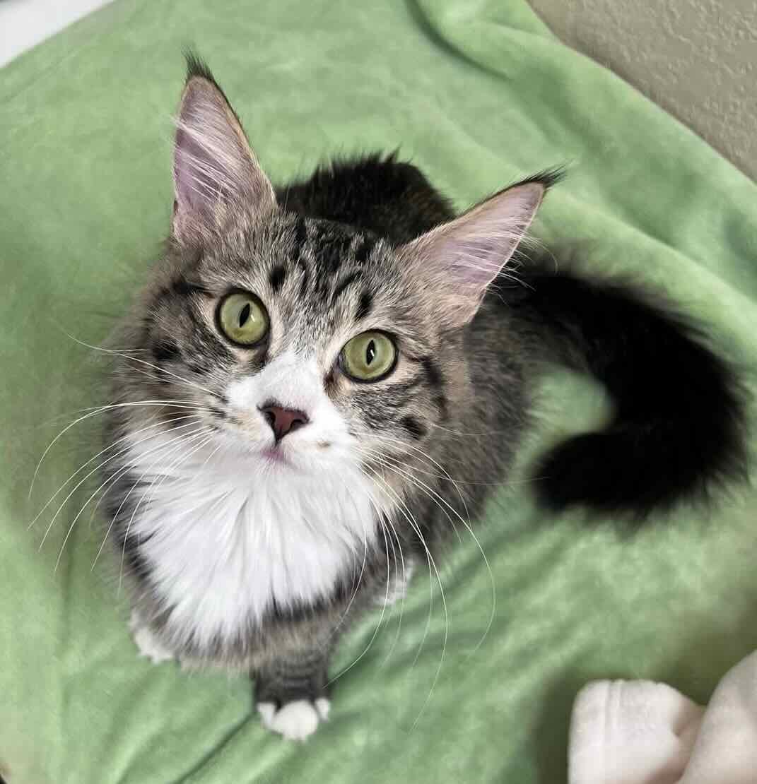 lovey dovey 3 lovey dovey 3