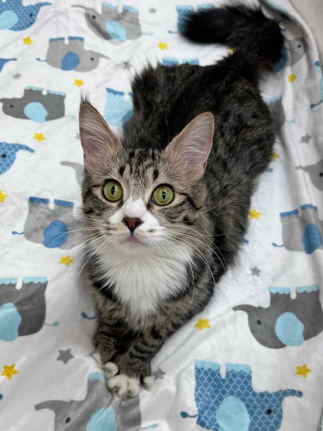 lovey dovey 4 lovey dovey 4