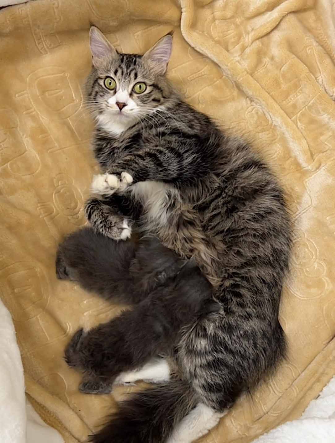 lovey-dovey-5 lovey-dovey-5