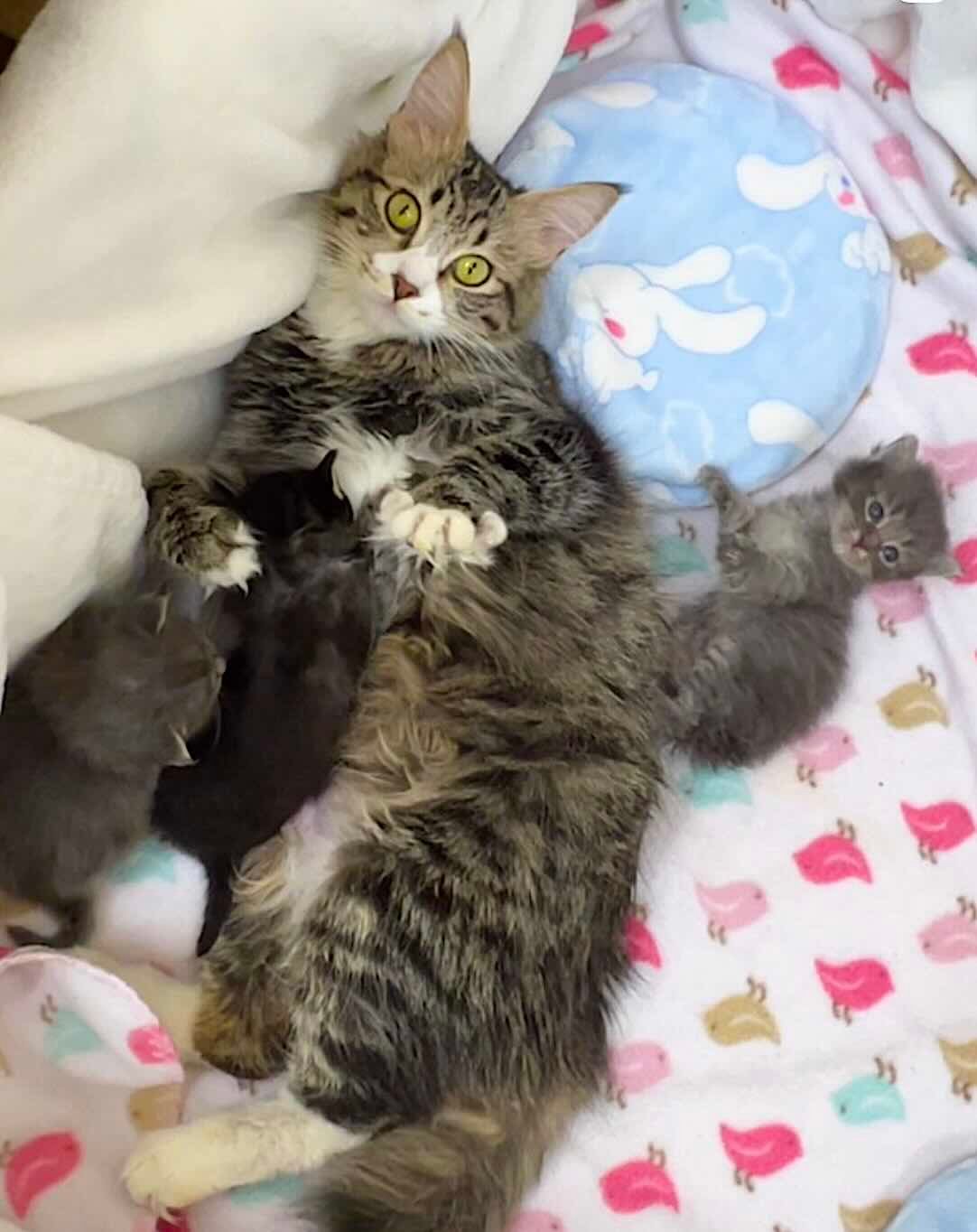 lovey dovey 6 lovey dovey 6