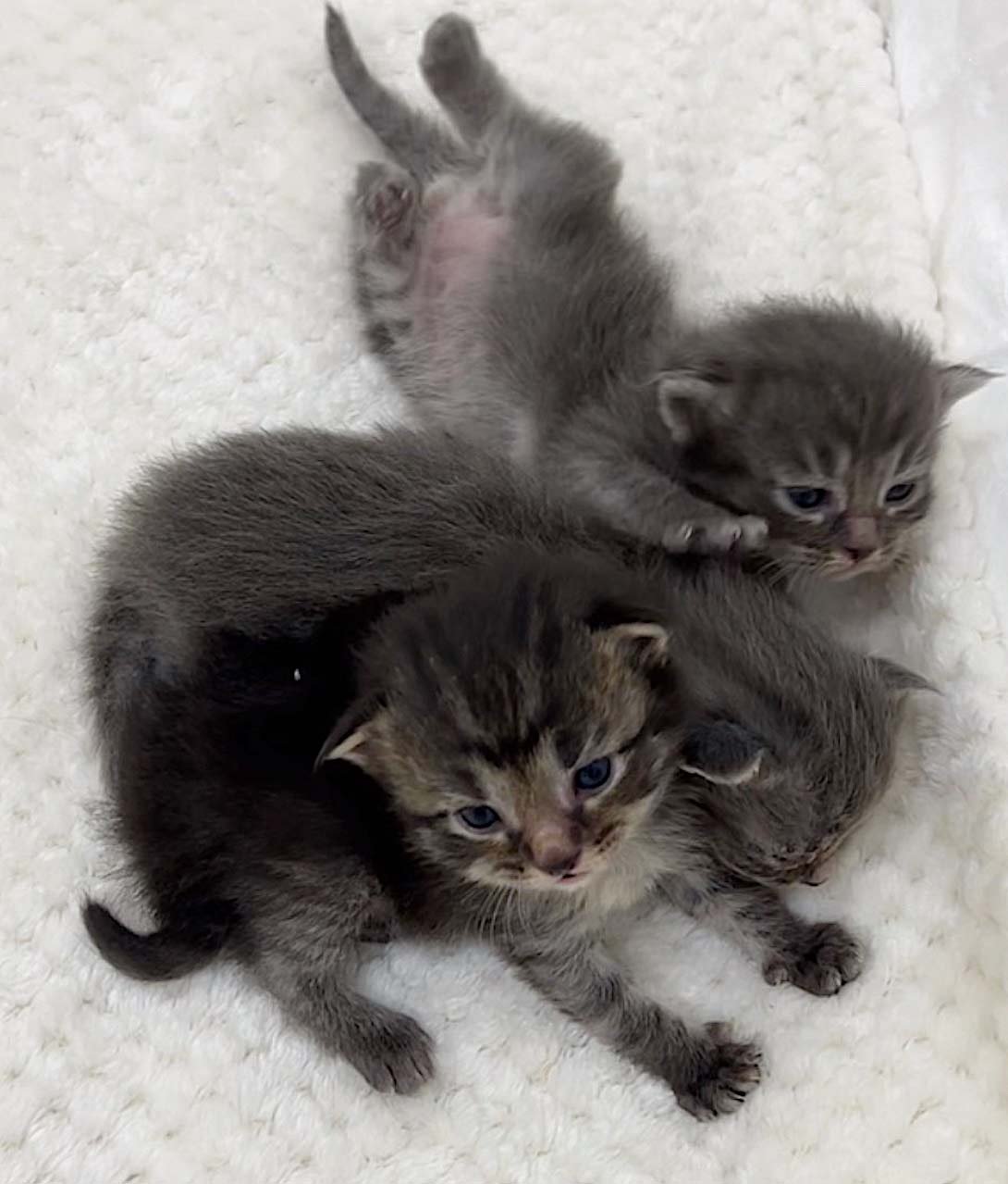 lovey-dovey-7 lovey-dovey-7