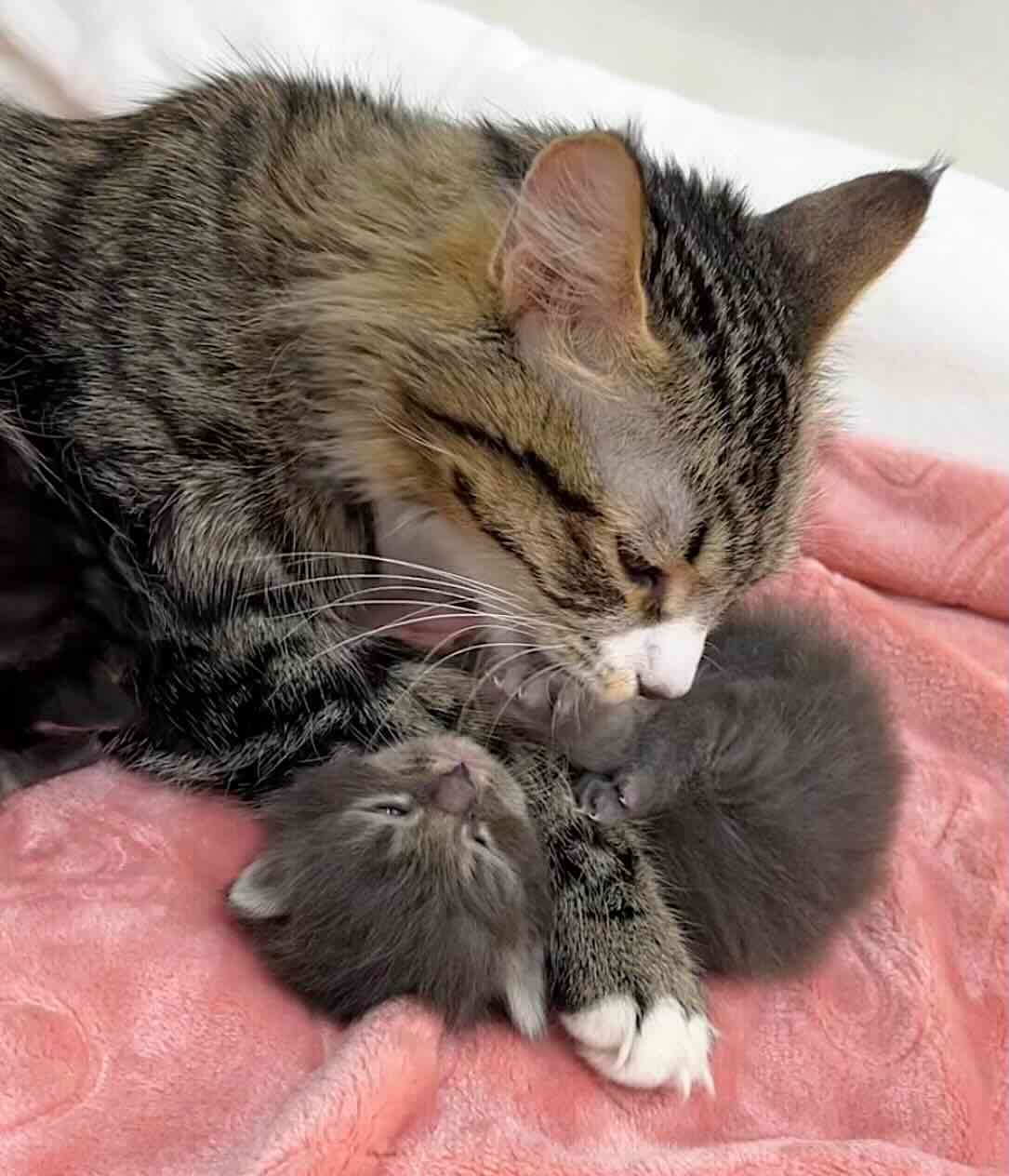 lovey-dovey-8 lovey-dovey-8