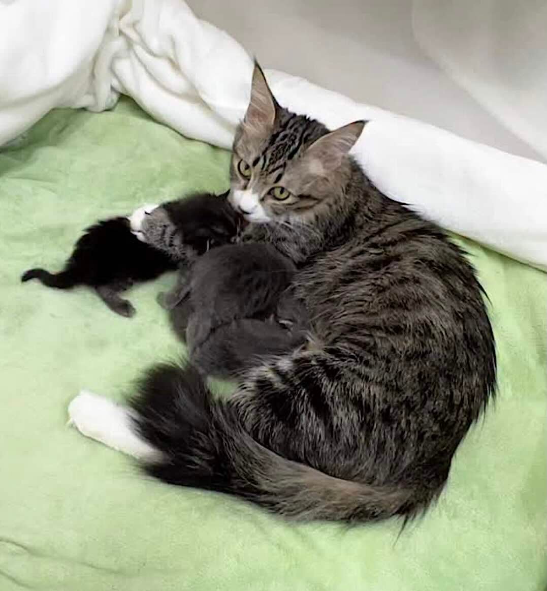 lovey dovey 9 lovey dovey 9