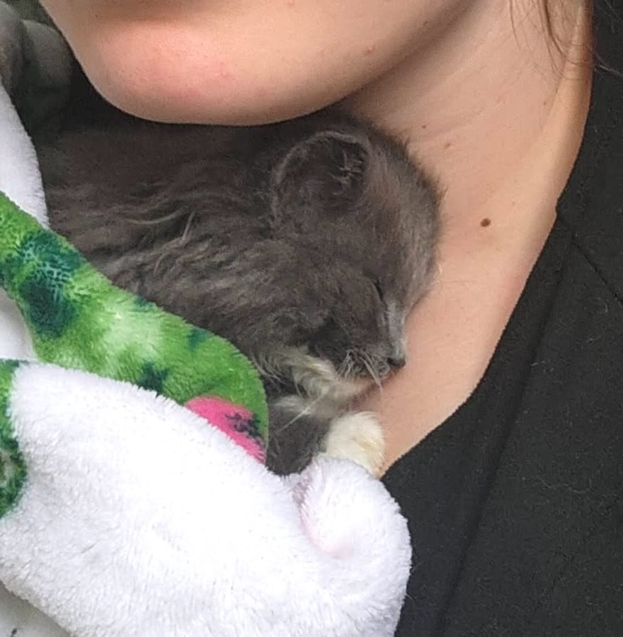 Greyson 10 Greyson 10