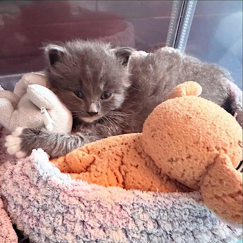 Greyson 11 Greyson 11