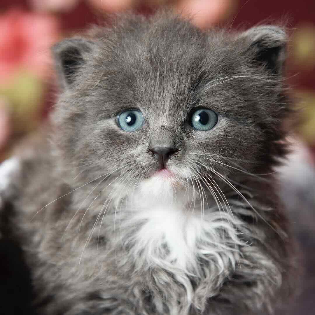 Greyson 12 Greyson 12