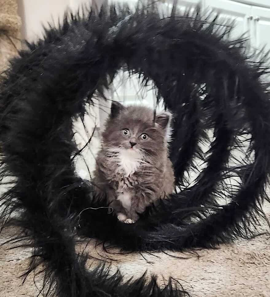 Greyson 13 Greyson 13