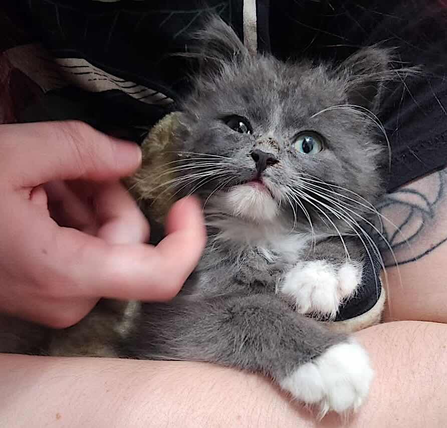 Greyson 14 Greyson 14