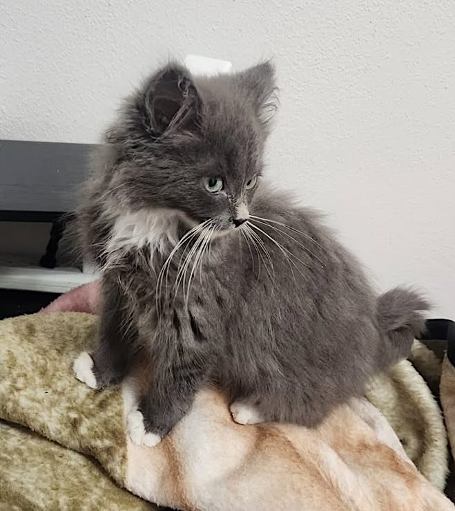 Greyson 15 Greyson 15