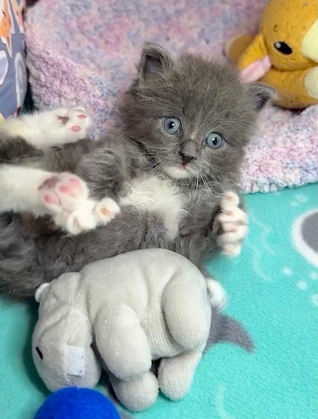 Greyson 16 Greyson 16