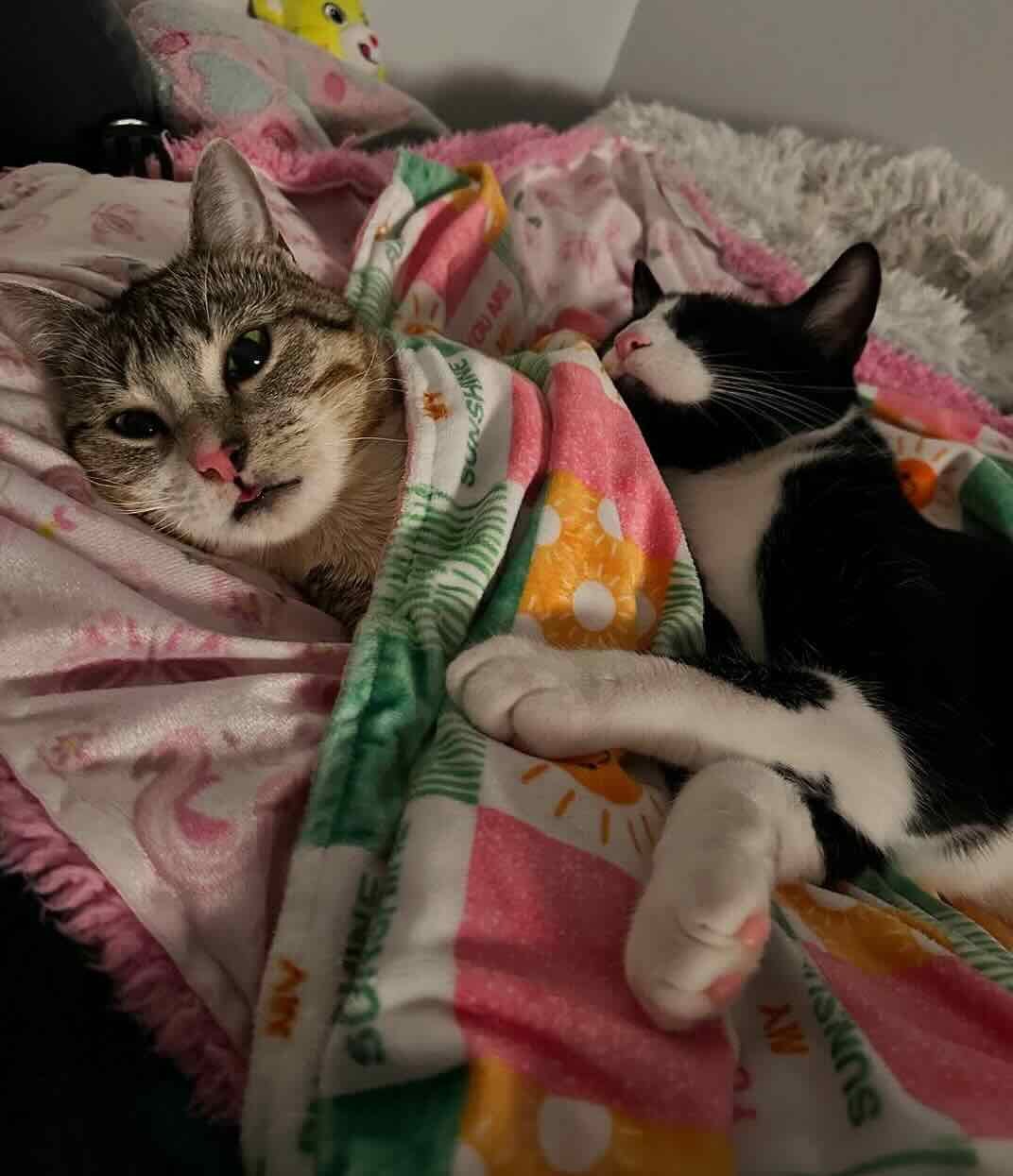 remi prancer 10 remi prancer 10