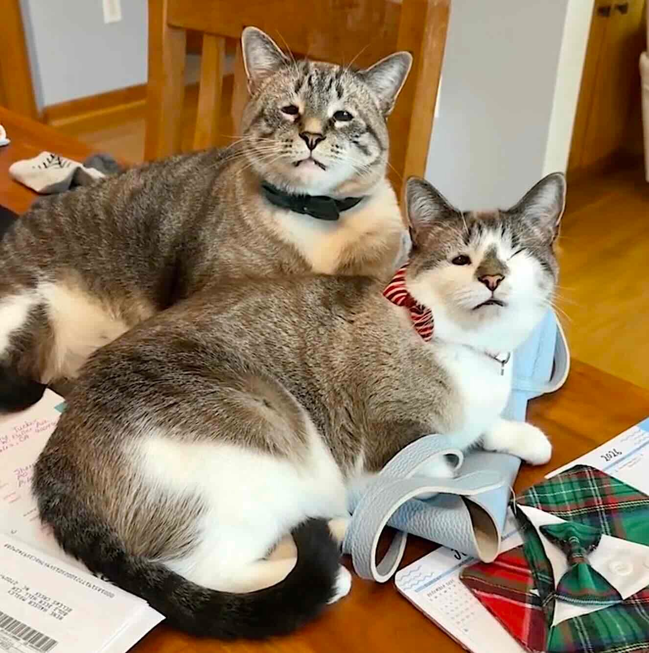 charlie joey 10 charlie joey 10