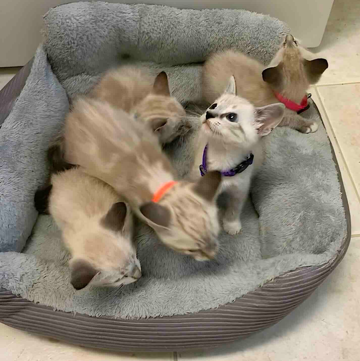 charlie joey 12 charlie joey 12