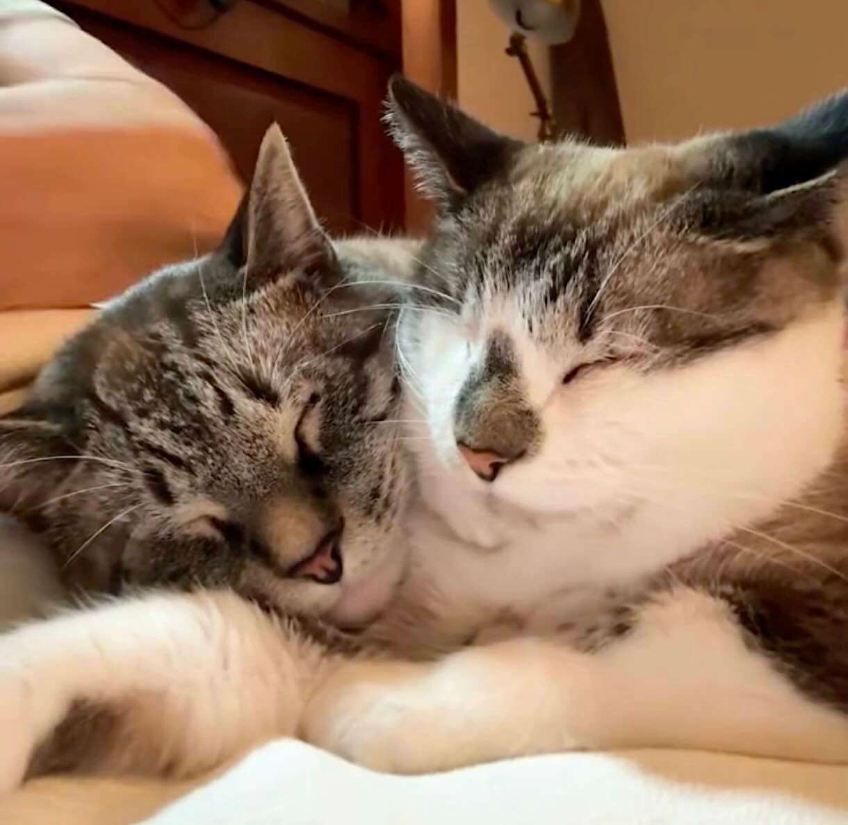 charlie joey 8 charlie joey 8