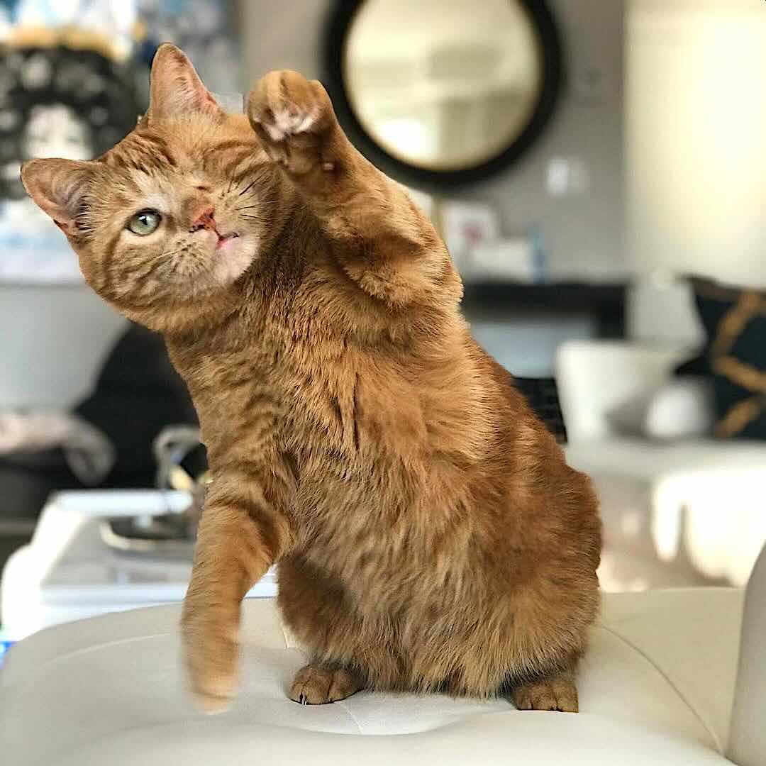 dorito 3 dorito 3