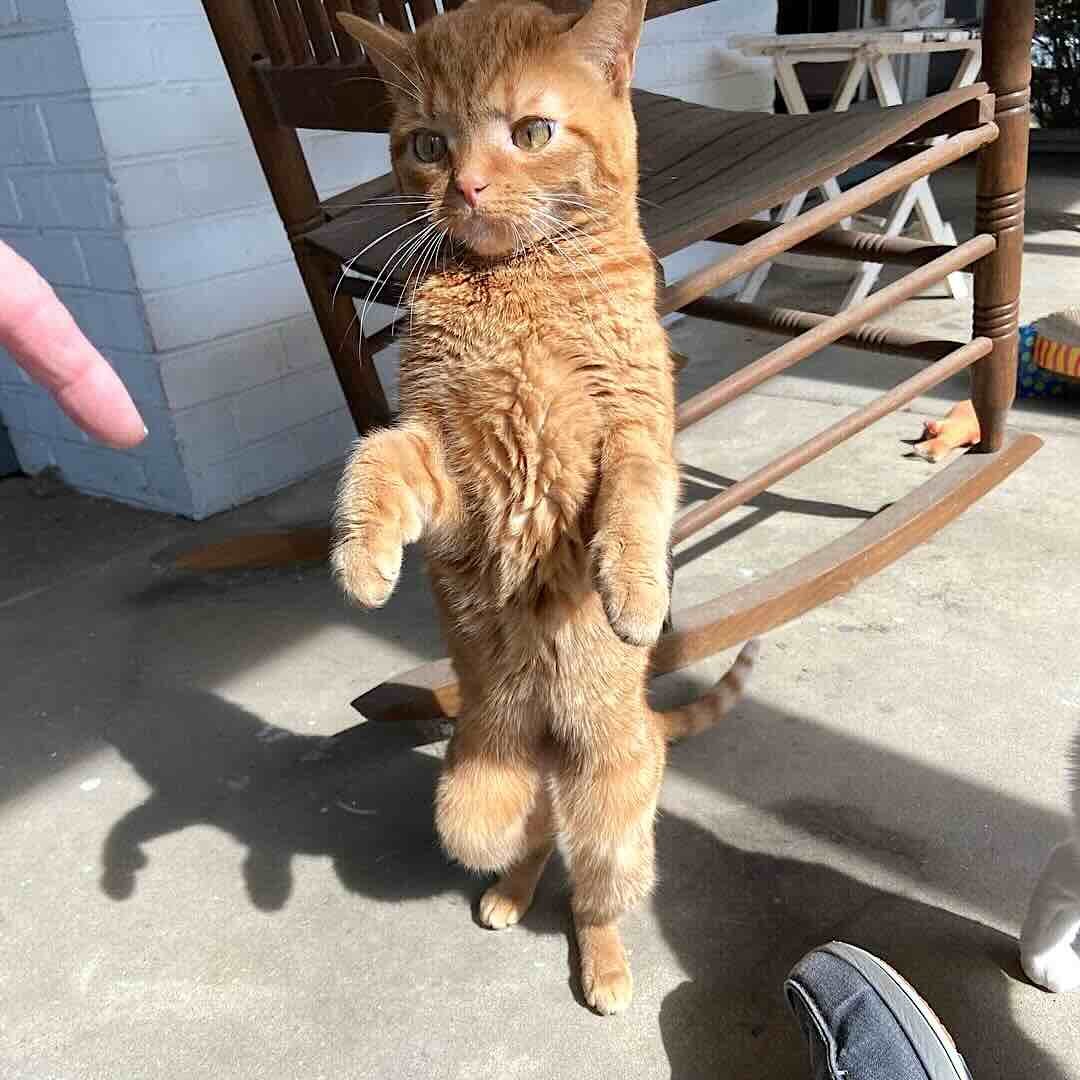 tate 9 tate 9
