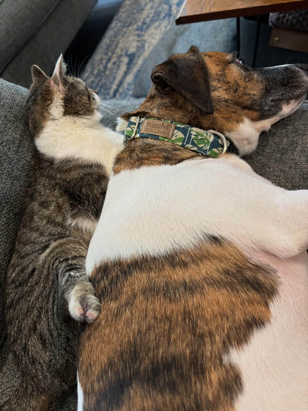 Cuddle o’clock.....#cats #kitty #cats🐱 #catsofinstagram#cats_of_world #catsofworld #rescuecat#t