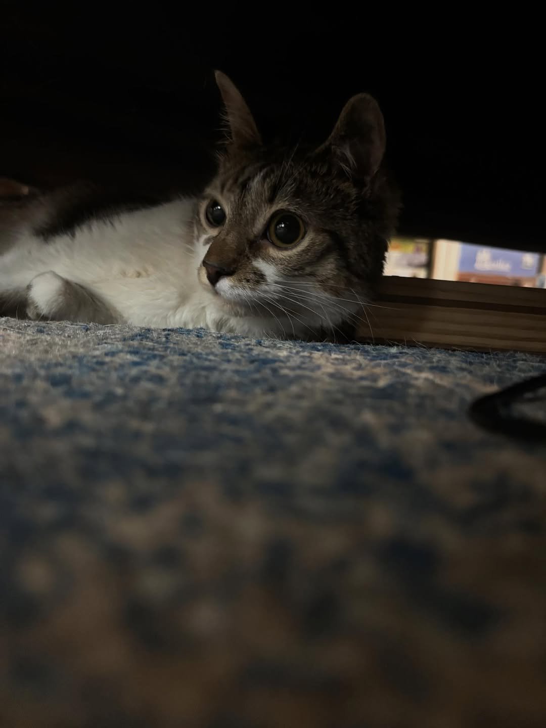 I can’t walk very far, but I do know how to roll myself under the couch and hide if I want to sc