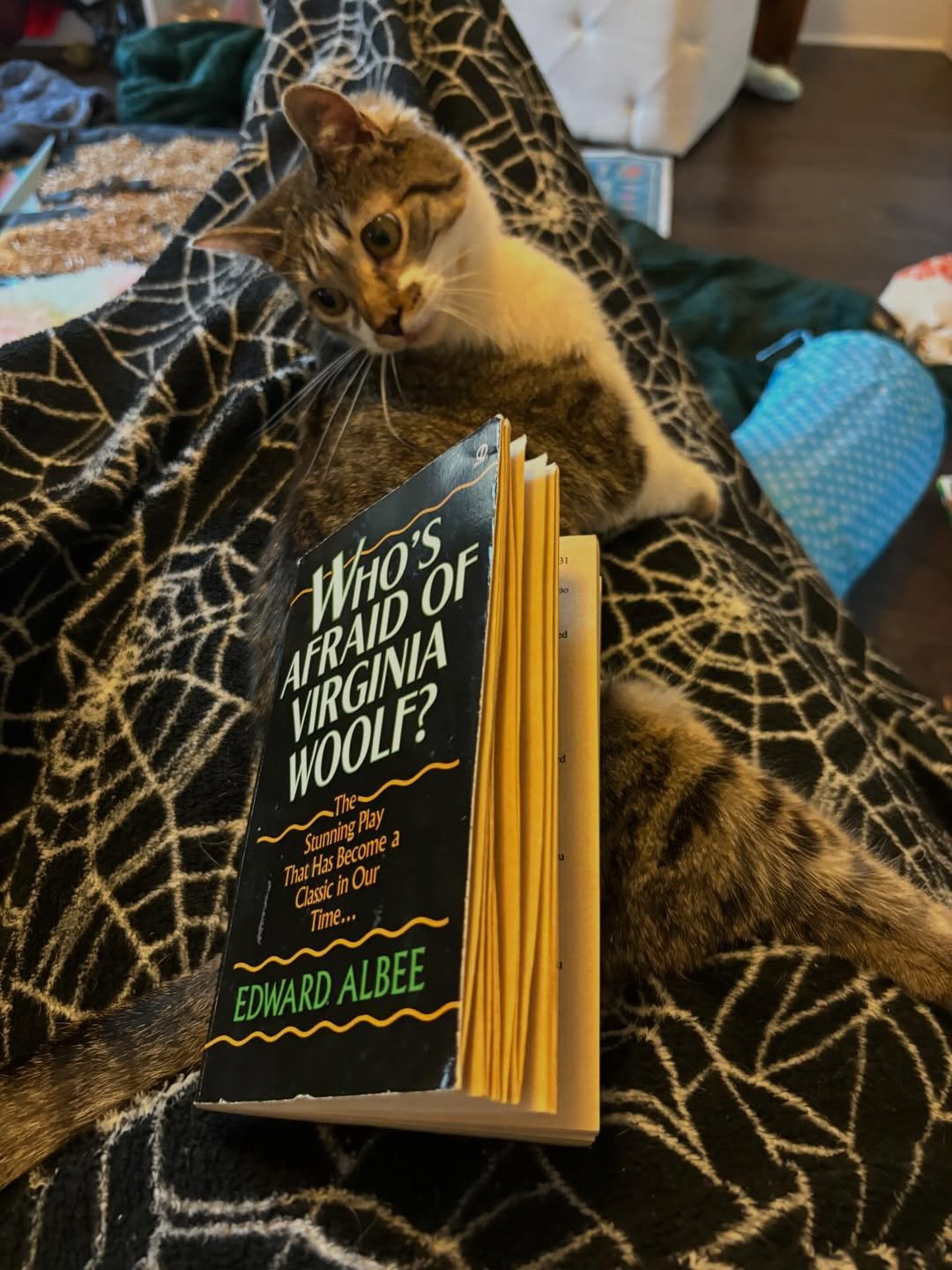 It’s the coziest time of the year… books, blankets, snuggles!....#cats #kitty #cats🐱 #catsofins (3)