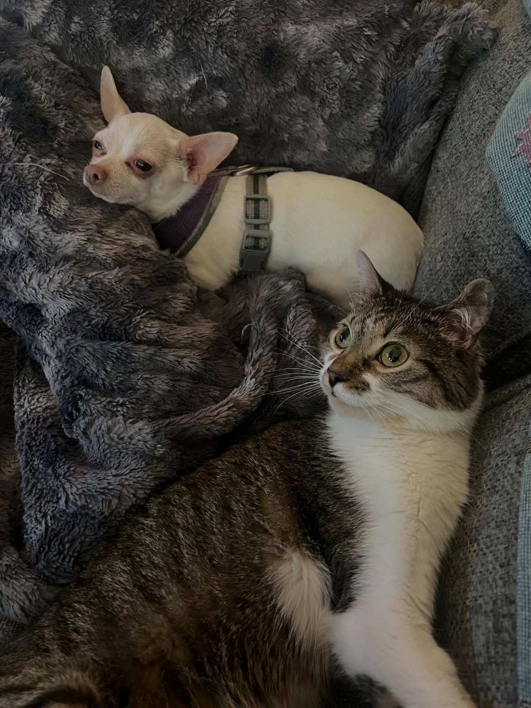 Just chilling with my brother #cat #chihuahua #dogsofinstagram #brothers #sleepy