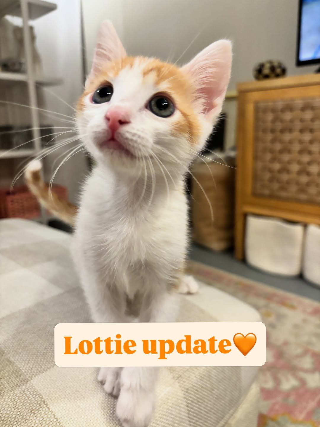 Lottie (9)