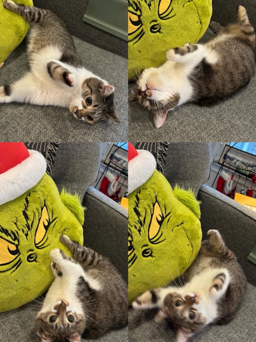 My Mom got me a new Grinch pillow on sale after Christmas, and I love it. The Grinch is my favor