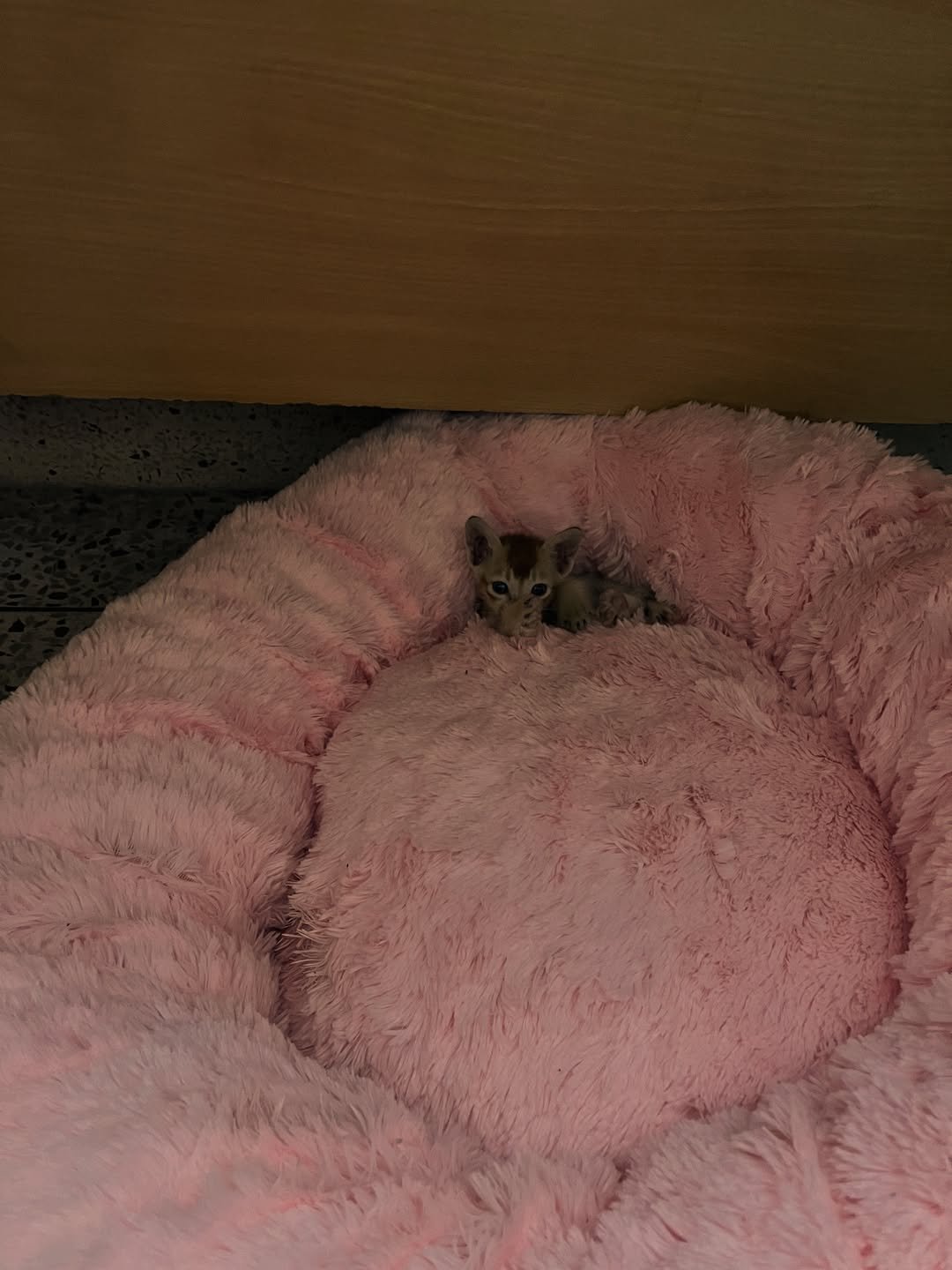 When you order a bed in XL’ but you’re actually XS’ (1)