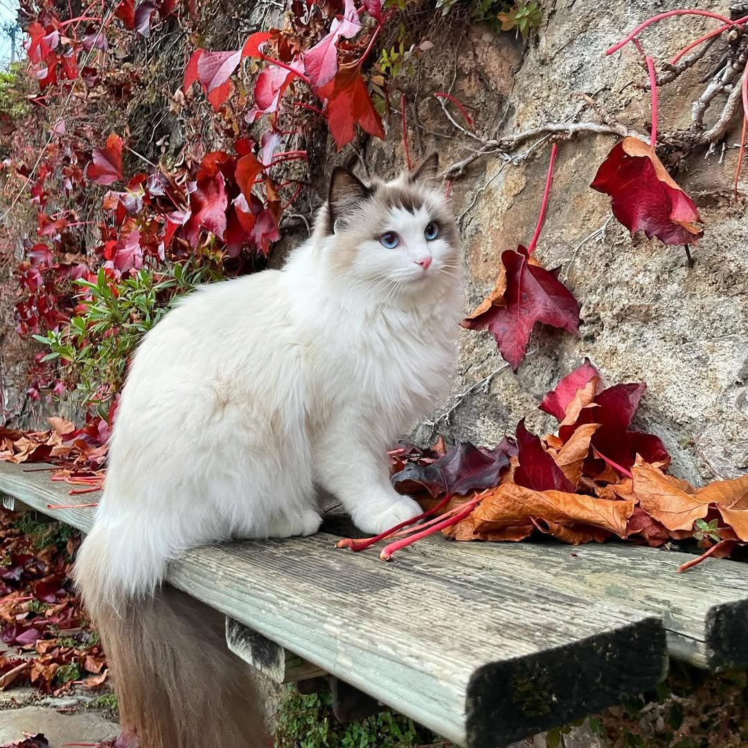 elle (10)