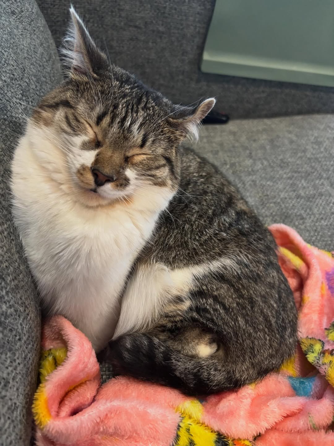 😴....#cats #kitty #cats🐱 #catsofinstagram #cats_of_world #catsofworld #rescuecat #tabbycat #ca (1)