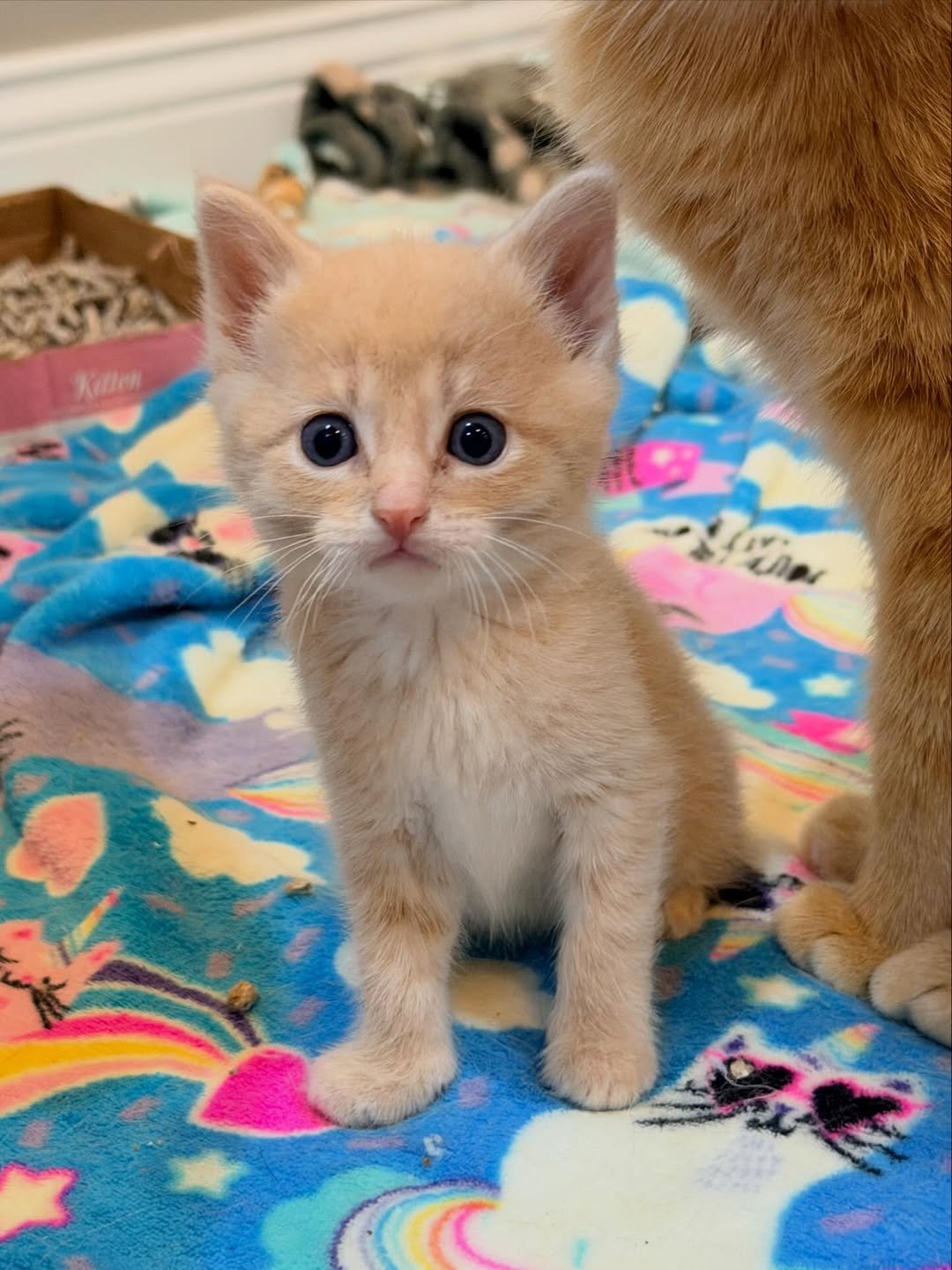 foster (9)