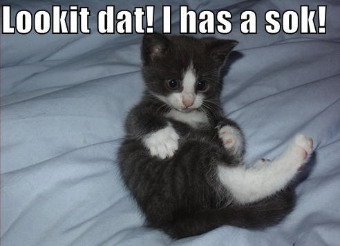 sock cat
